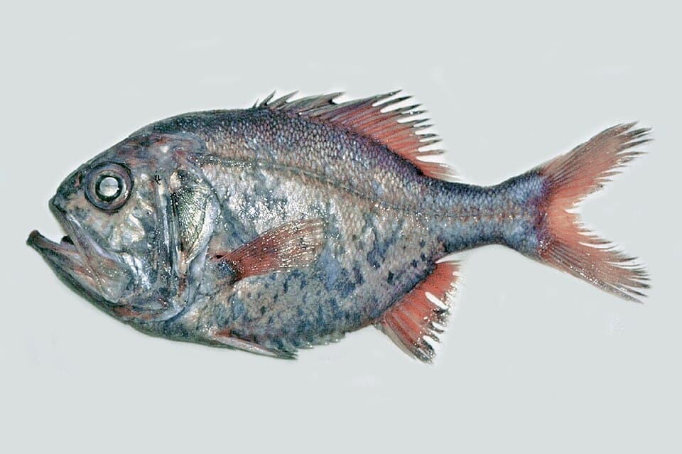 ภาพประกอบของ ปลา gigas (Hoplostethus gigas)