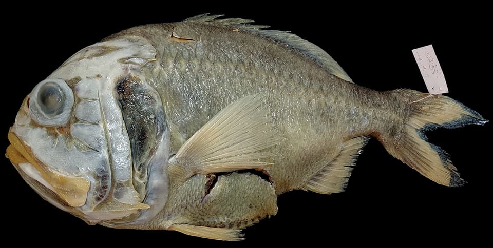 ภาพประกอบของ ปลา grandperrini (Hoplostethus grandperrini)