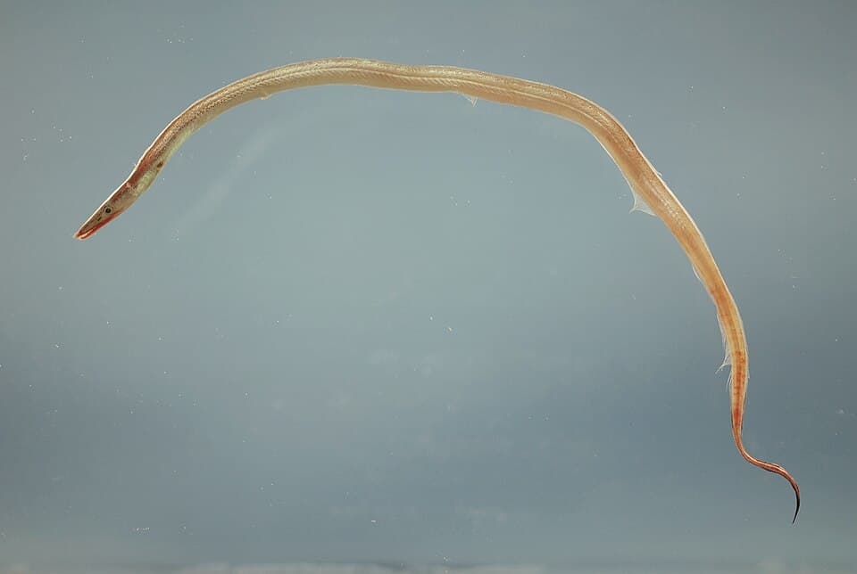 ภาพประกอบของ ปลา macrura (Hoplunnis macrura)