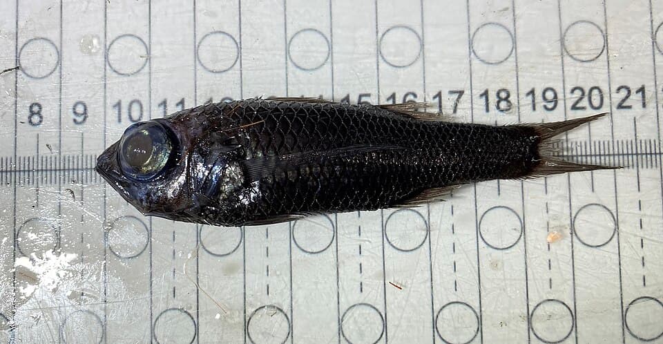 ภาพประกอบของ ปลา atlantica (Howella atlantica)