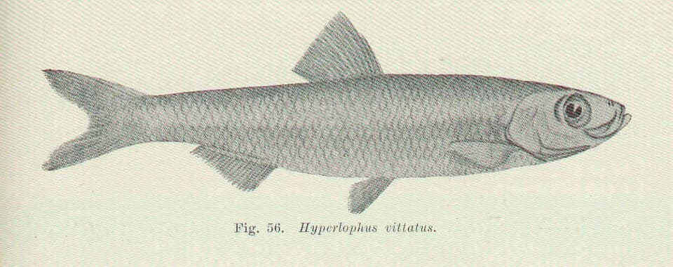 ภาพประกอบของ ปลา vittatus (Hyperlophus vittatus)