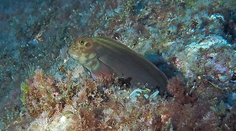 ภาพประกอบของ ปลาตั๊กแตนหิน bananensis (Hypleurochilus bananensis)