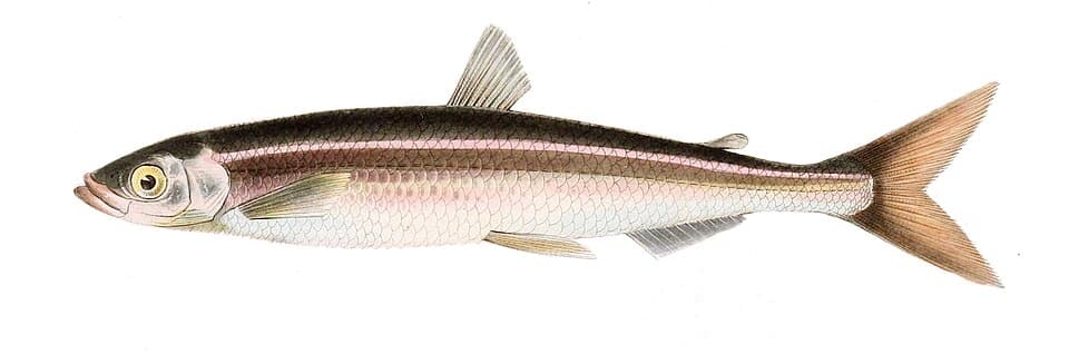 ภาพประกอบของ ปลา japonicus (Hypomesus japonicus)