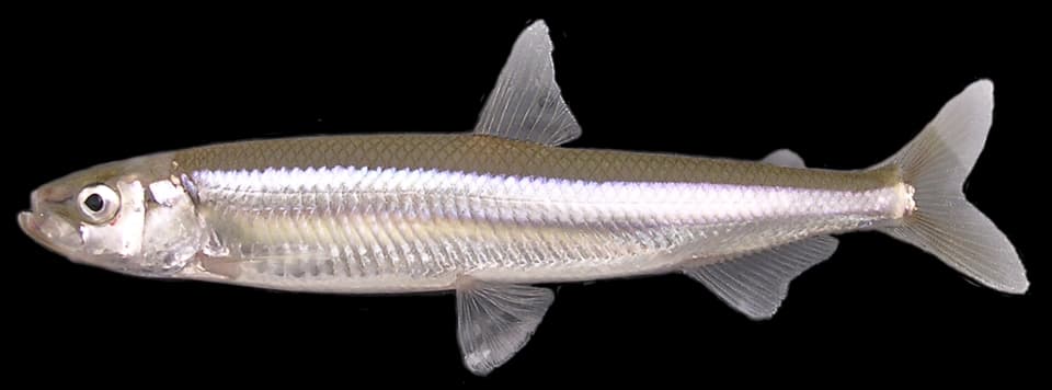 ภาพประกอบของ ปลา nipponensis (Hypomesus nipponensis)