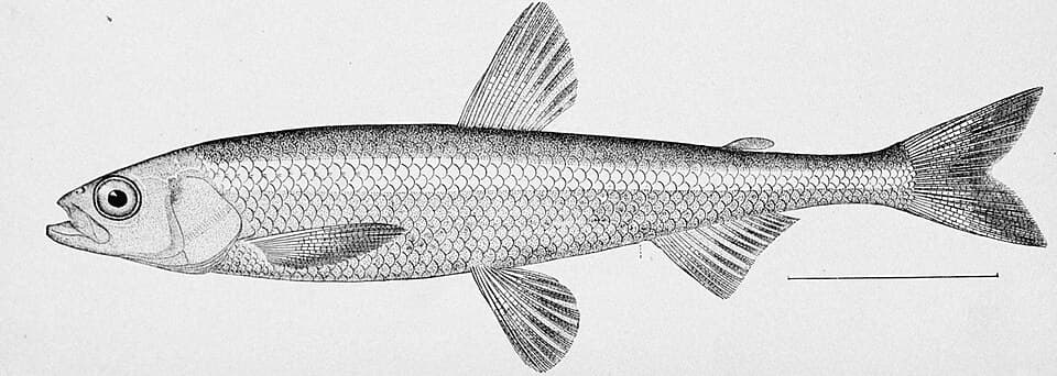 ภาพประกอบของ ปลา olidus (Hypomesus olidus)