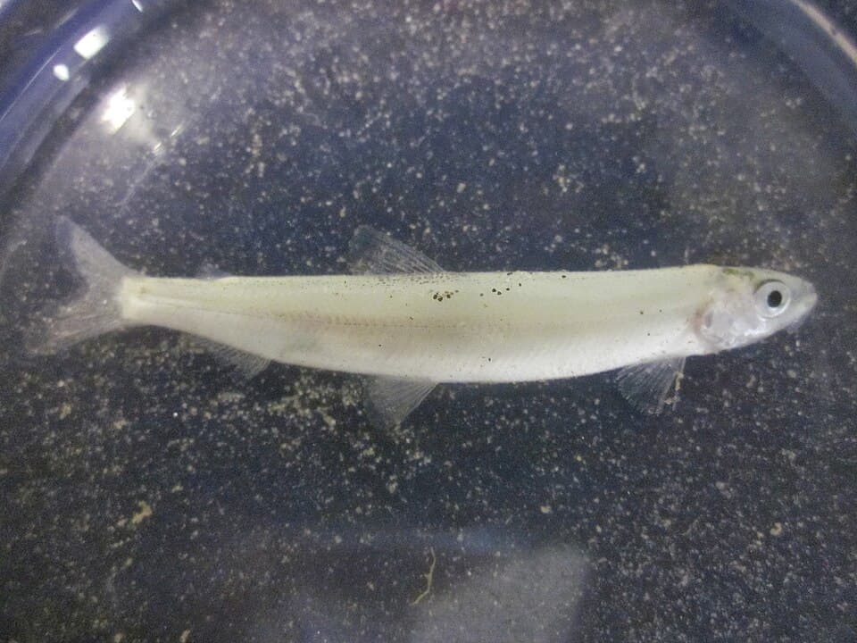 ภาพประกอบของ ปลา pretiosus (Hypomesus pretiosus)
