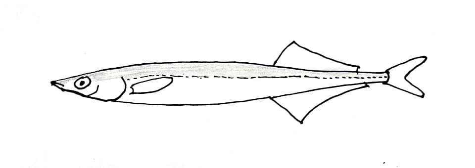 ภาพประกอบของ ปลา dybowskii (Hypoptychus dybowskii)