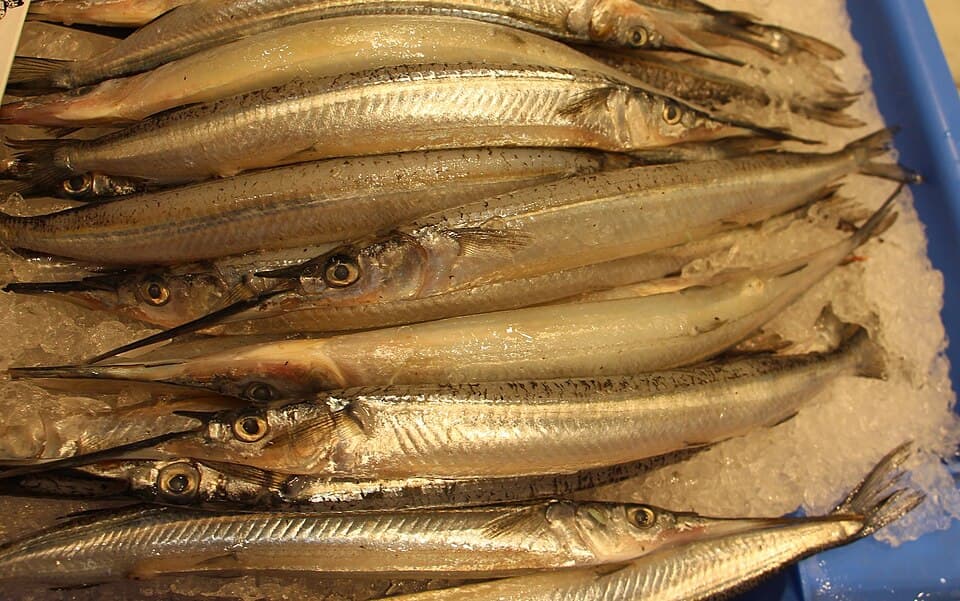 ภาพประกอบของ ปลา australis (Hyporhamphus australis)