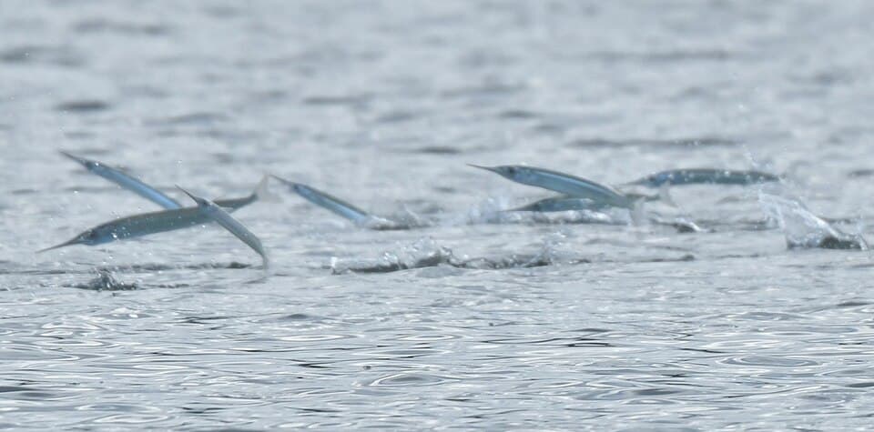 ภาพประกอบของ ปลา ihi (Hyporhamphus ihi)