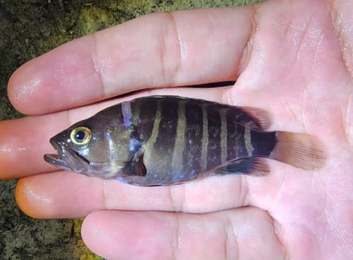ภาพประกอบของ ปลากะรัง septemfasciatus (Hyporthodus septemfasciatus)