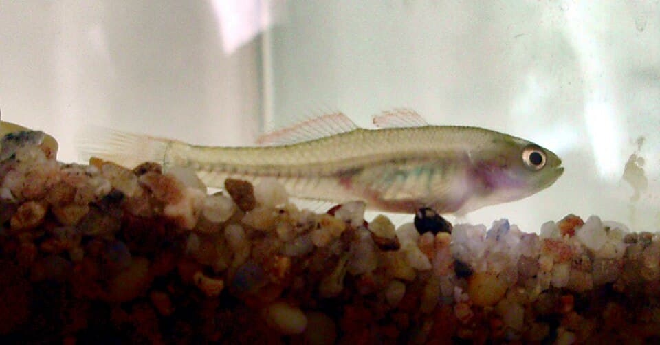 ภาพประกอบของ ปลา klunzingeri (Hypseleotris klunzingeri)
