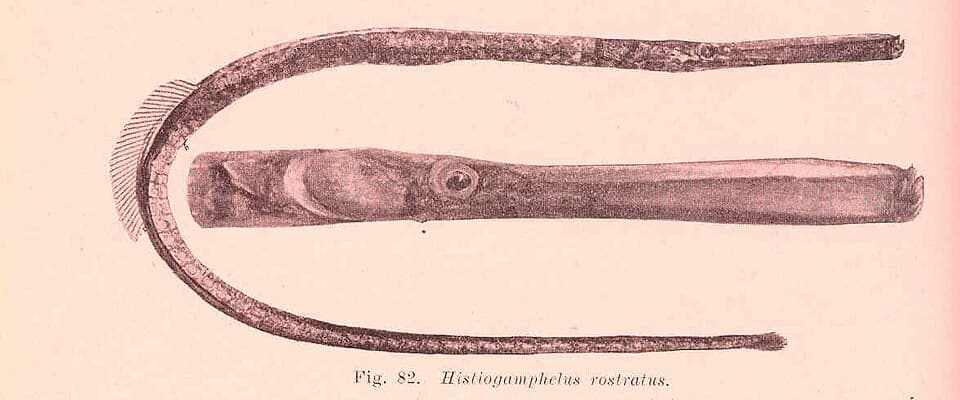 ภาพประกอบของ ปลาจิ้มฟันจระเข้ rostratus (Hypselognathus rostratus)