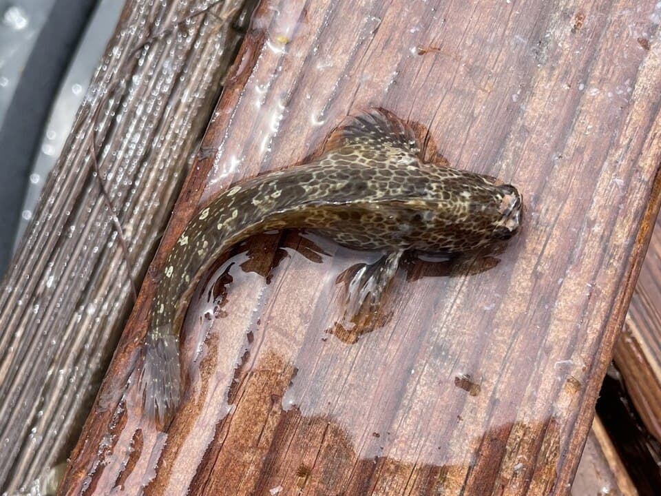 ภาพประกอบของ ปลาตั๊กแตนหินตั๊กแตนหิน (Hypsoblennius gentilis)