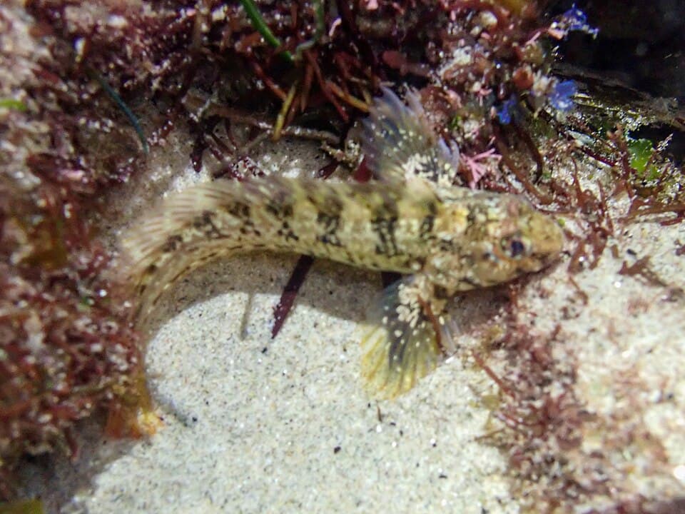 ภาพประกอบของ ปลาตั๊กแตนหินตั๊กแตนหิน (Hypsoblennius gilberti)