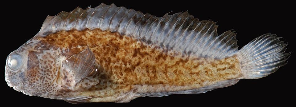 ภาพประกอบของ ปลาตั๊กแตนหินตั๊กแตนหิน (Hypsoblennius ionthas)