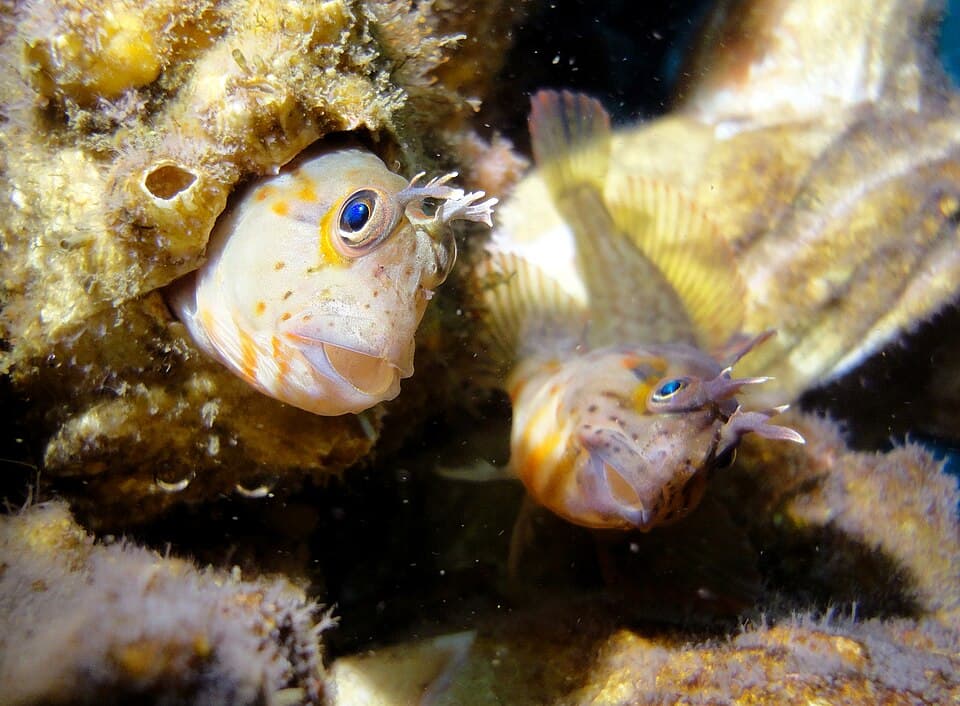 ภาพประกอบของ ปลาตั๊กแตนหินตั๊กแตนหิน (Hypsoblennius sordidus)