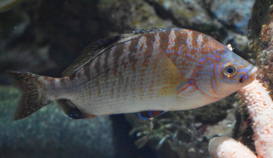 ภาพประกอบของ ปลา caryi (Hypsurus caryi)