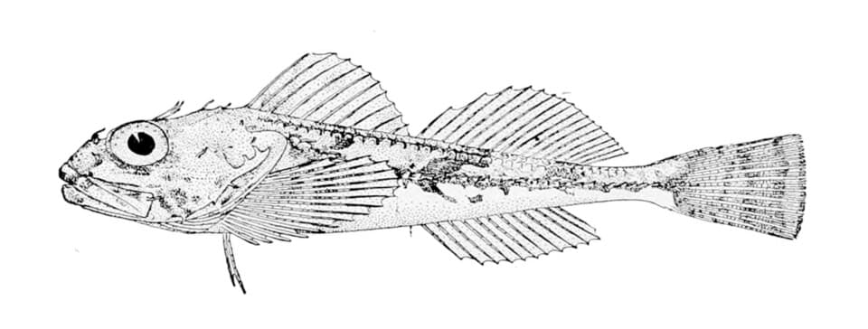 ภาพประกอบของ ปลา borealis (Icelinus borealis)