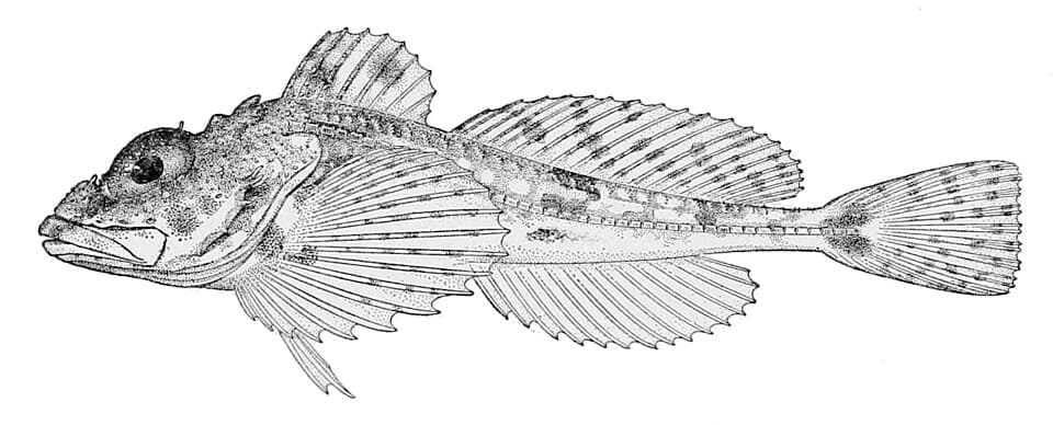ภาพประกอบของ ปลา spatula (Icelus spatula)