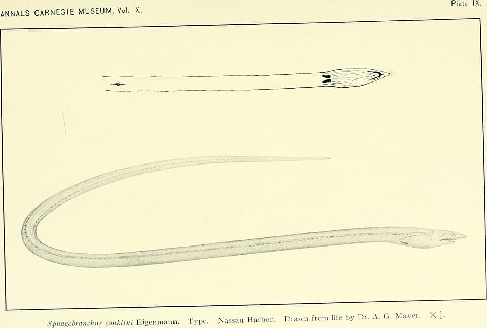 ภาพประกอบของ ปลา ophioneus (Ichthyapus ophioneus)