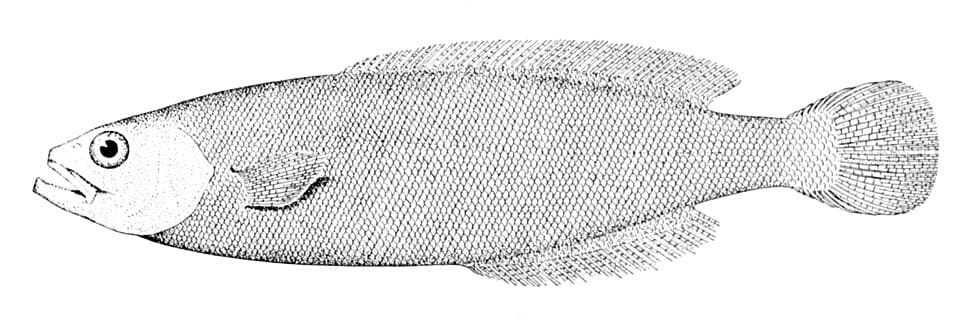 ภาพประกอบของ ปลา lockingtoni (Icichthys lockingtoni)