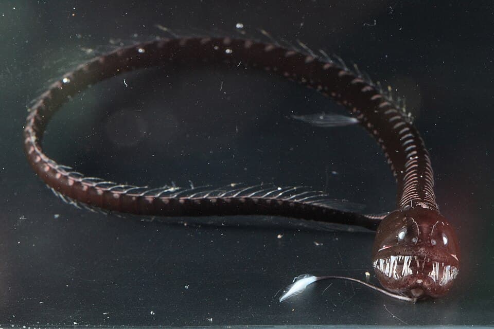 ภาพประกอบของ ปลา antrostomus (Idiacanthus antrostomus)