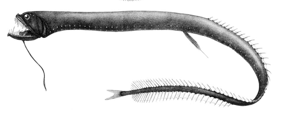 ภาพประกอบของ ปลา atlanticus (Idiacanthus atlanticus)