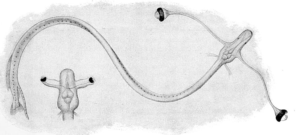 ภาพประกอบของ ปลา fasciola (Idiacanthus fasciola)