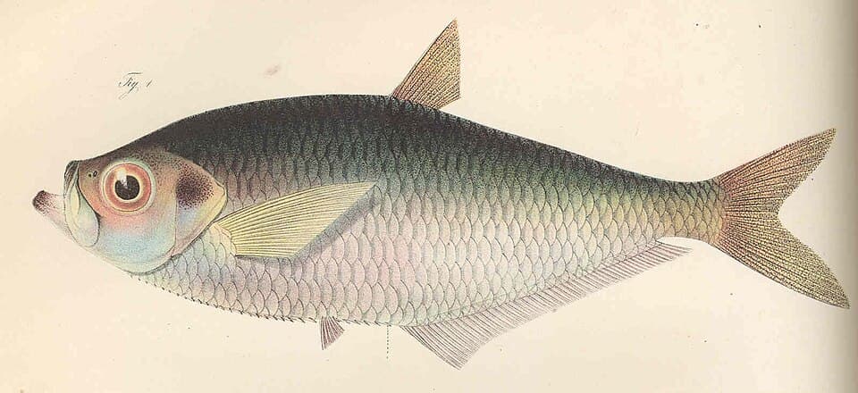 ภาพประกอบของ ปลา africana (Ilisha africana)