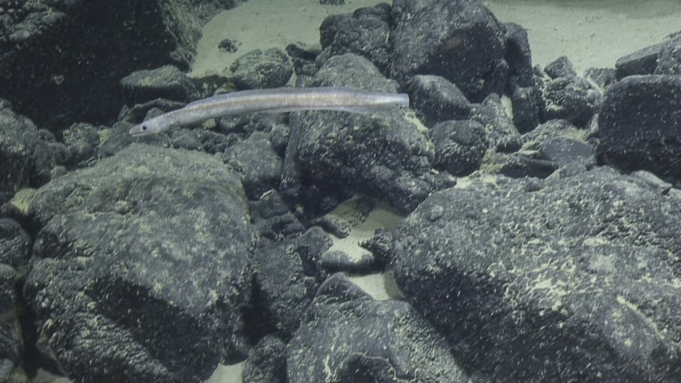 ภาพประกอบของ ปลา arx (Ilyophis arx)