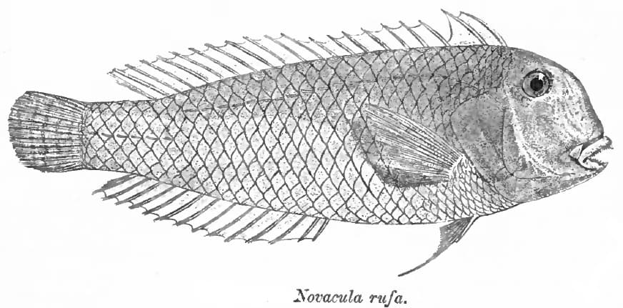 ภาพประกอบของ ปลานกขุนทอง cyanifrons (Iniistius cyanifrons)