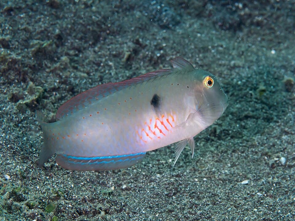 ภาพประกอบของ ปลานกขุนทองห้า (Iniistius pentadactylus)