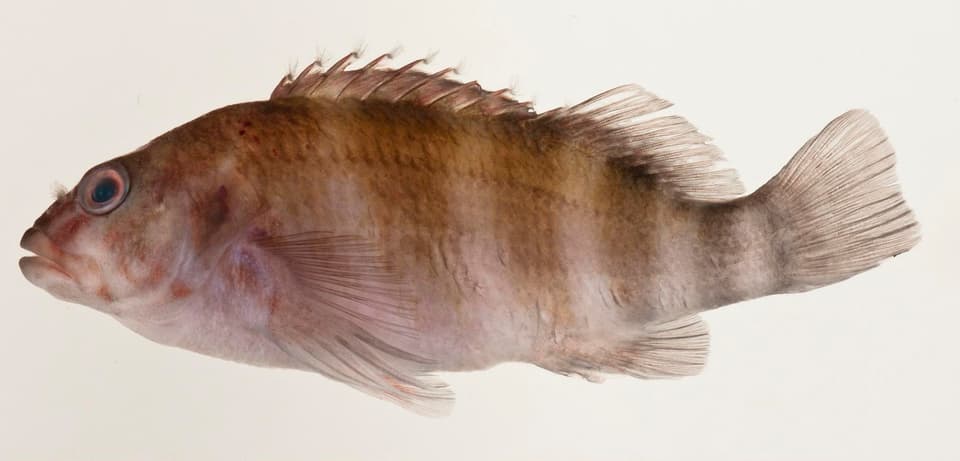ภาพประกอบของ ปลาเหยี่ยวหกลายบั้ง (Isocirrhitus sexfasciatus)