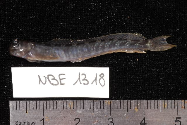 ภาพ ปลากระบี่ลาย (Istiblennius dussumieri)