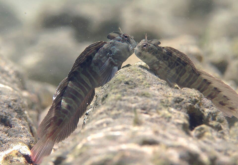 ภาพประกอบของ ปลาตั๊กแตนหินปะการังตั๊กแตนหิน (Istiblennius edentulus)