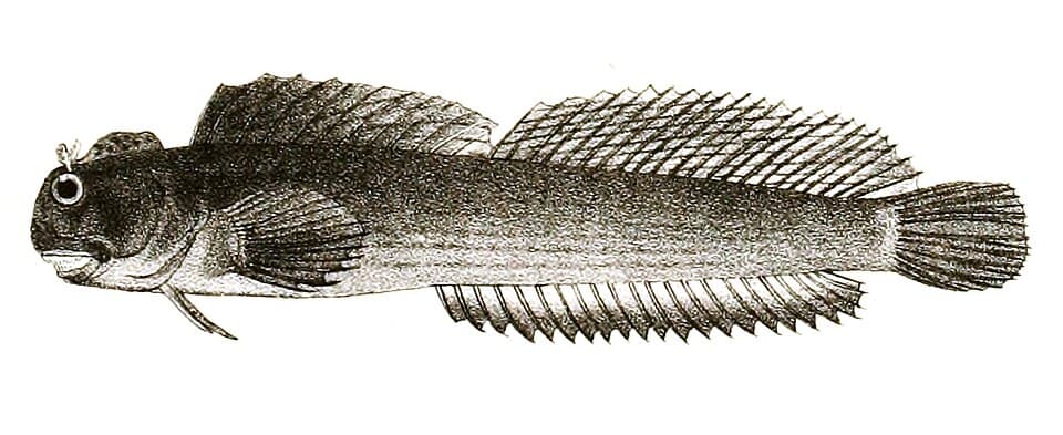 ภาพประกอบของ ปลาตั๊กแตนหินดำลายเส้นตั๊กแตนหิน (Istiblennius lineatus)