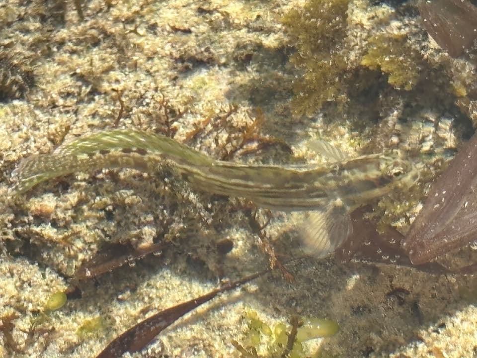 ภาพประกอบของ ปลาตั๊กแตนหิน steindachneri (Istiblennius steindachneri)