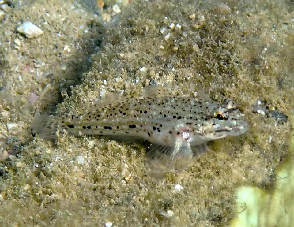 ภาพประกอบของ ปลาบู่บู่ (Istigobius goldmanni)