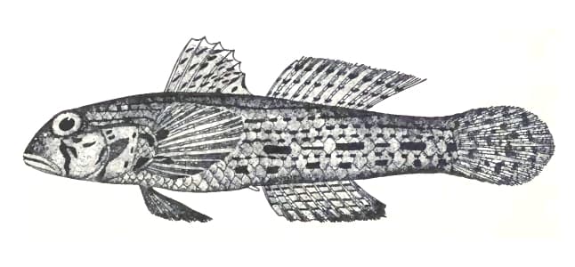 ภาพ ปลาบู่ทราย (Istigobius ornatus)