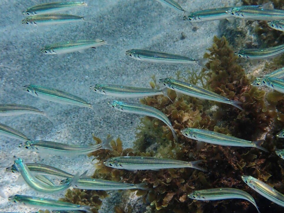 ภาพประกอบของ ปลา lamprotaenia (Jenkinsia lamprotaenia)