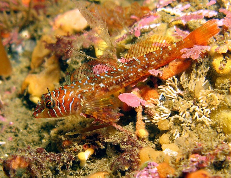ภาพประกอบของ ปลา zonope (Jordania zonope)
