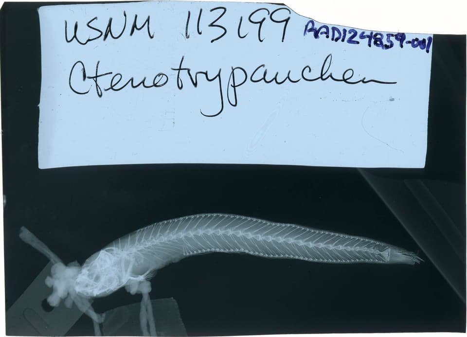 ภาพประกอบของ ปลาบู่บู่ (Karsten totoyensis)
