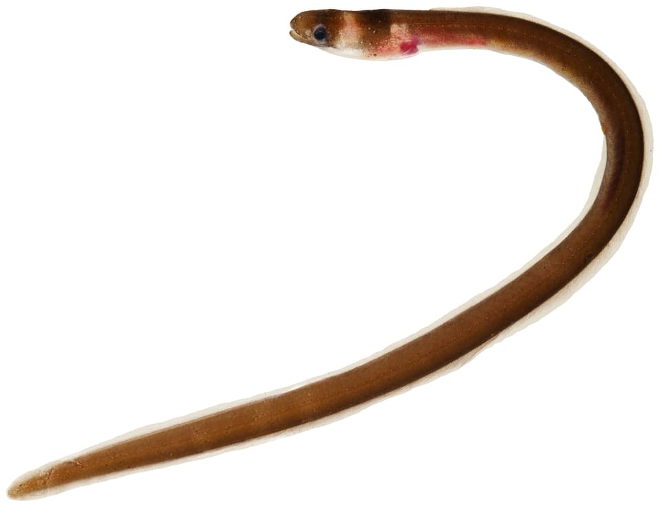ภาพประกอบของ ปลา nuchalis (Kaupichthys nuchalis)
