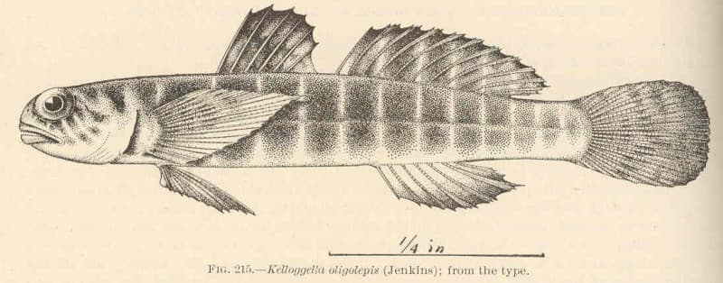 ภาพประกอบของ ปลาบู่ลายขวางบู่ (Kelloggella oligolepis)