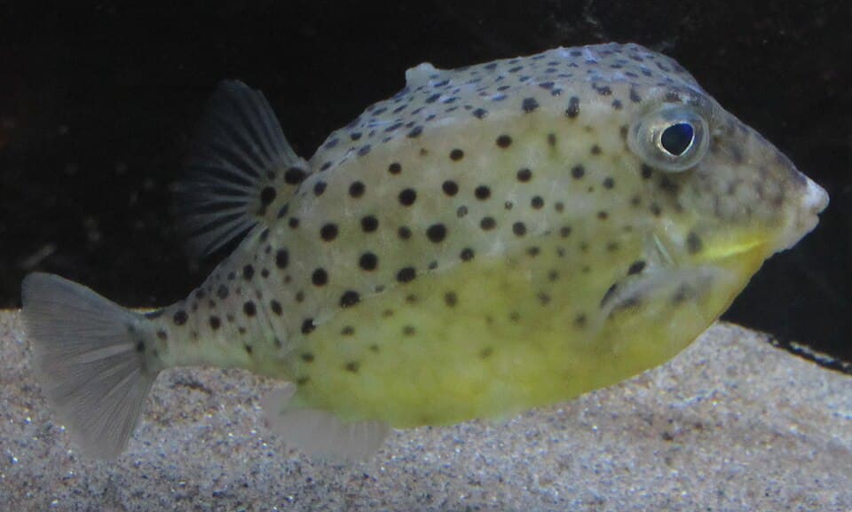 ภาพประกอบของ ปลา aculeatus (Kentrocapros aculeatus)