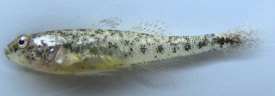 ภาพประกอบของ ปลาบู่แคระบู่ (Knipowitschia caucasica)
