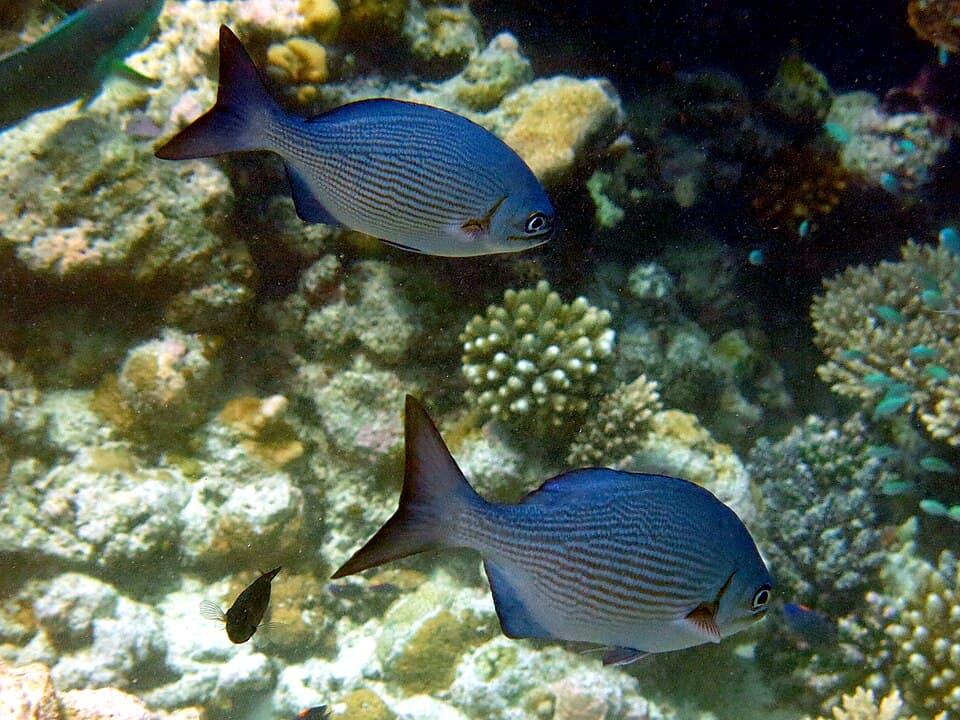 ภาพประกอบของ ปลา bigibbus (Kyphosus bigibbus)