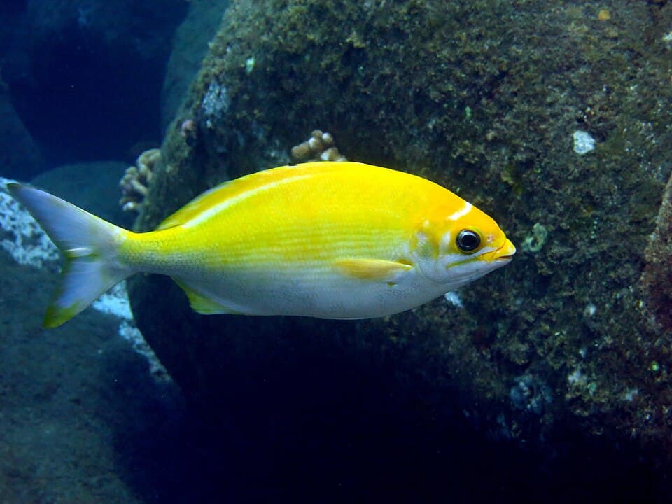 ภาพประกอบของ ปลา hawaiiensis (Kyphosus hawaiiensis)