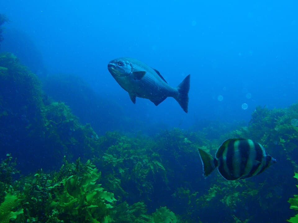ภาพประกอบของ ปลา sydneyanus (Kyphosus sydneyanus)