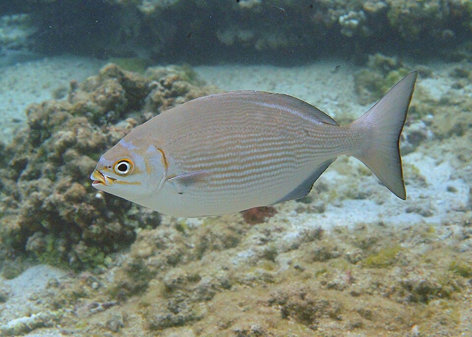 ภาพประกอบของ ปลา vaigiensis (Kyphosus vaigiensis)